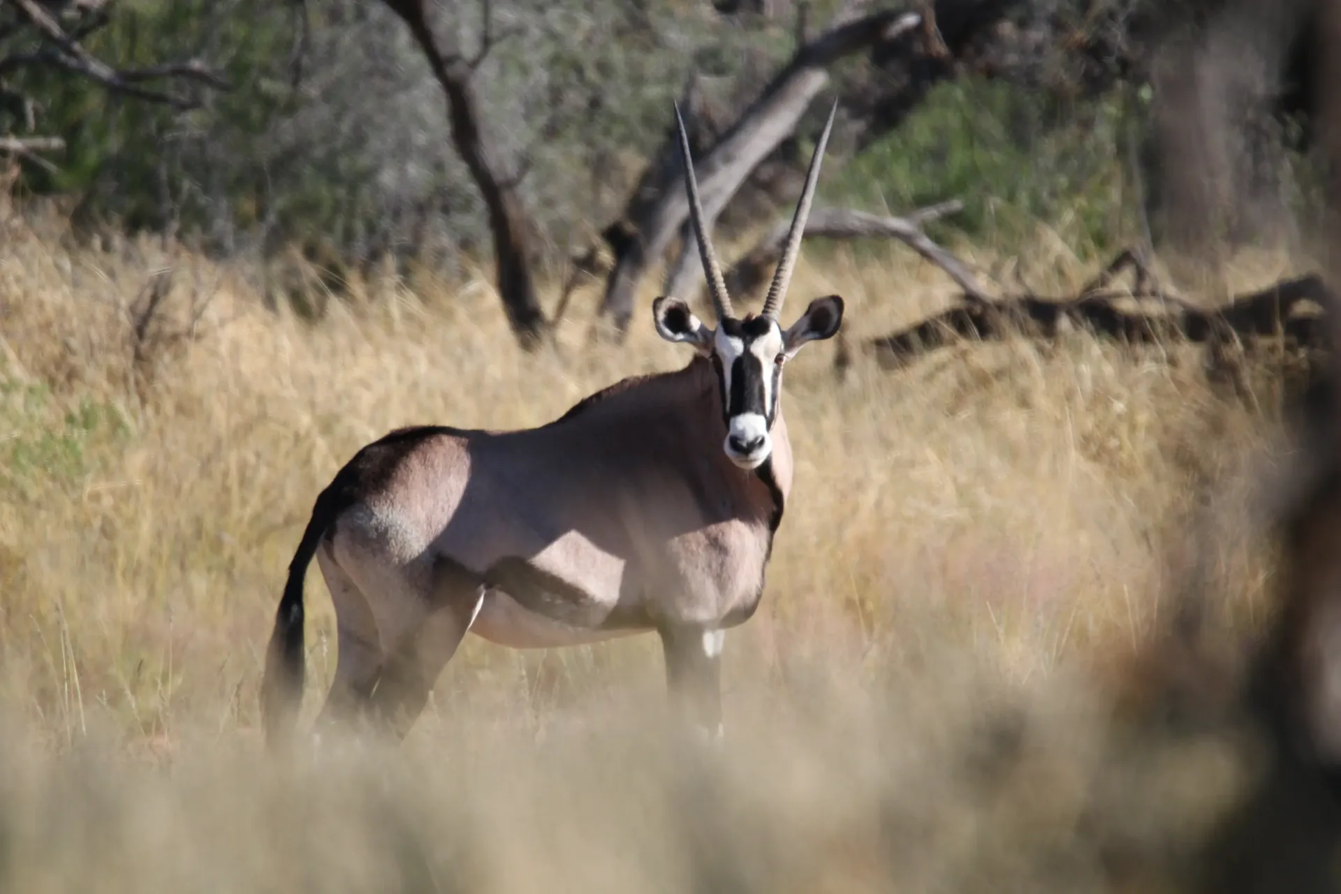 Hunting Experience