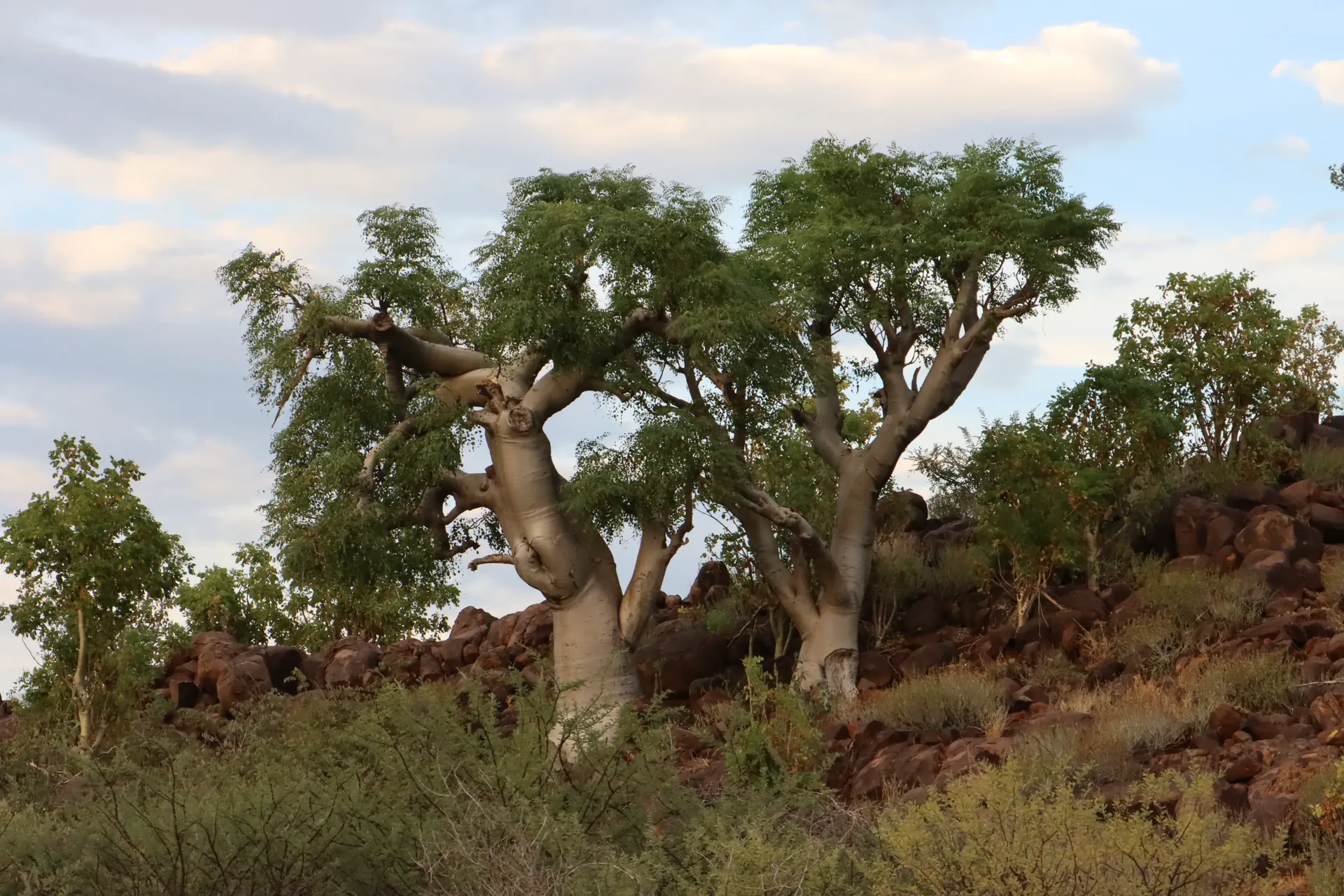 Moringa Tree
