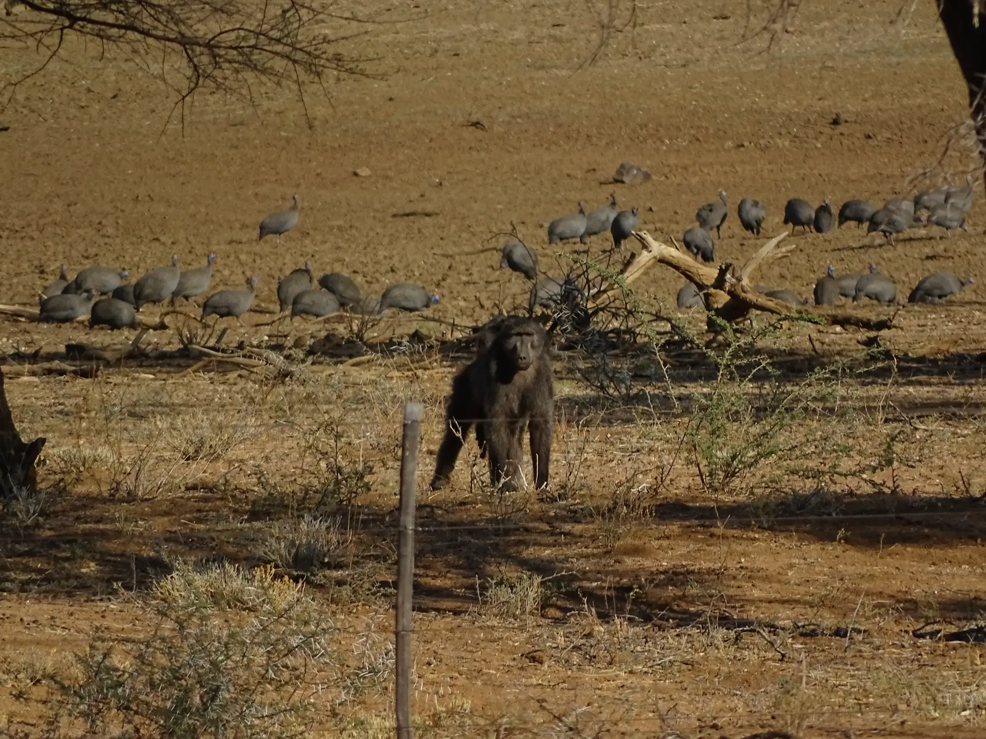 Moringa Wildlife Gallery 24