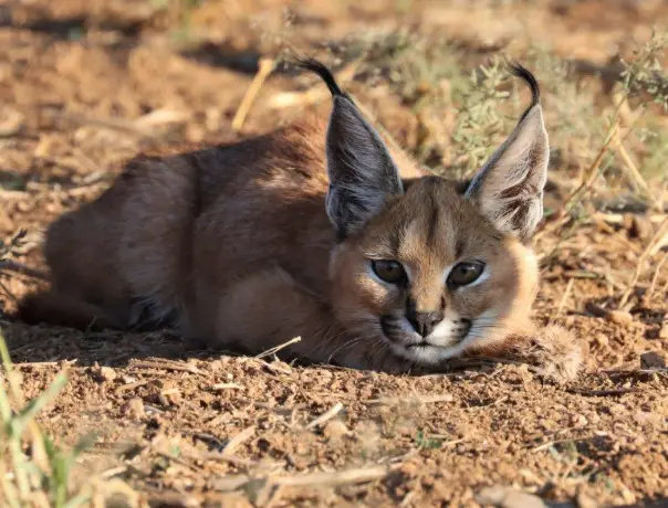 Moringa Wildlife Gallery 26