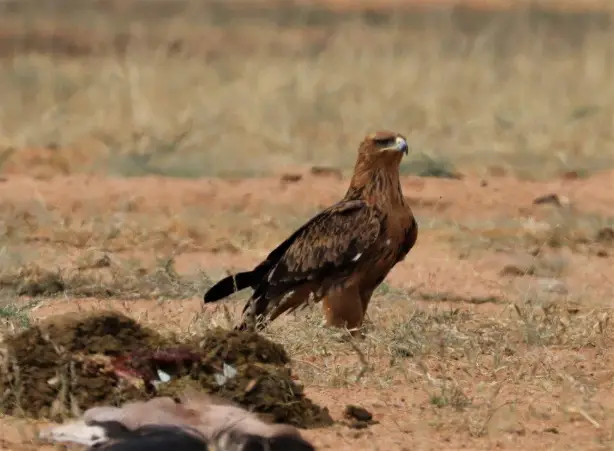 Moringa Wildlife Gallery 27