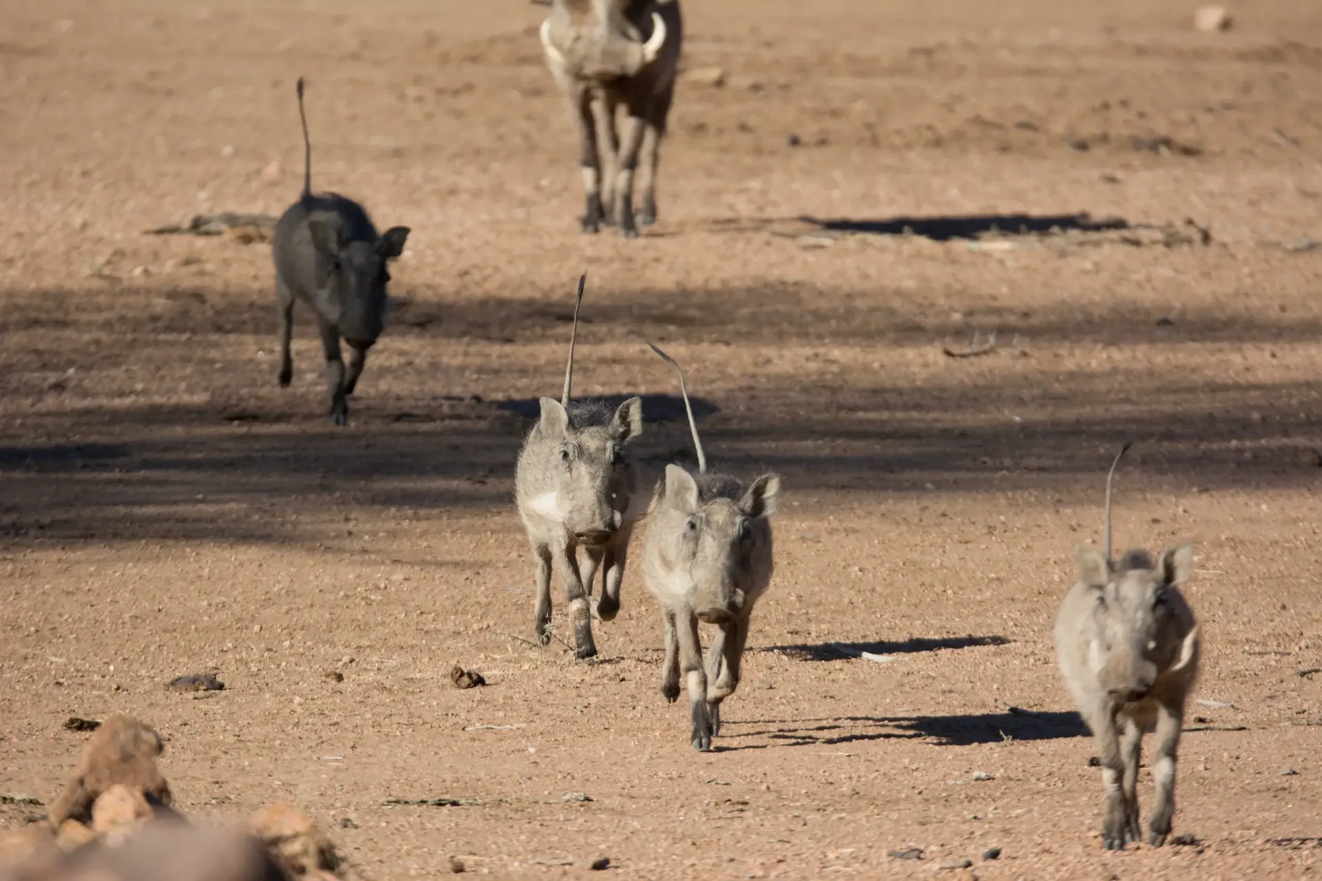 Moringa Wildlife Gallery 28
