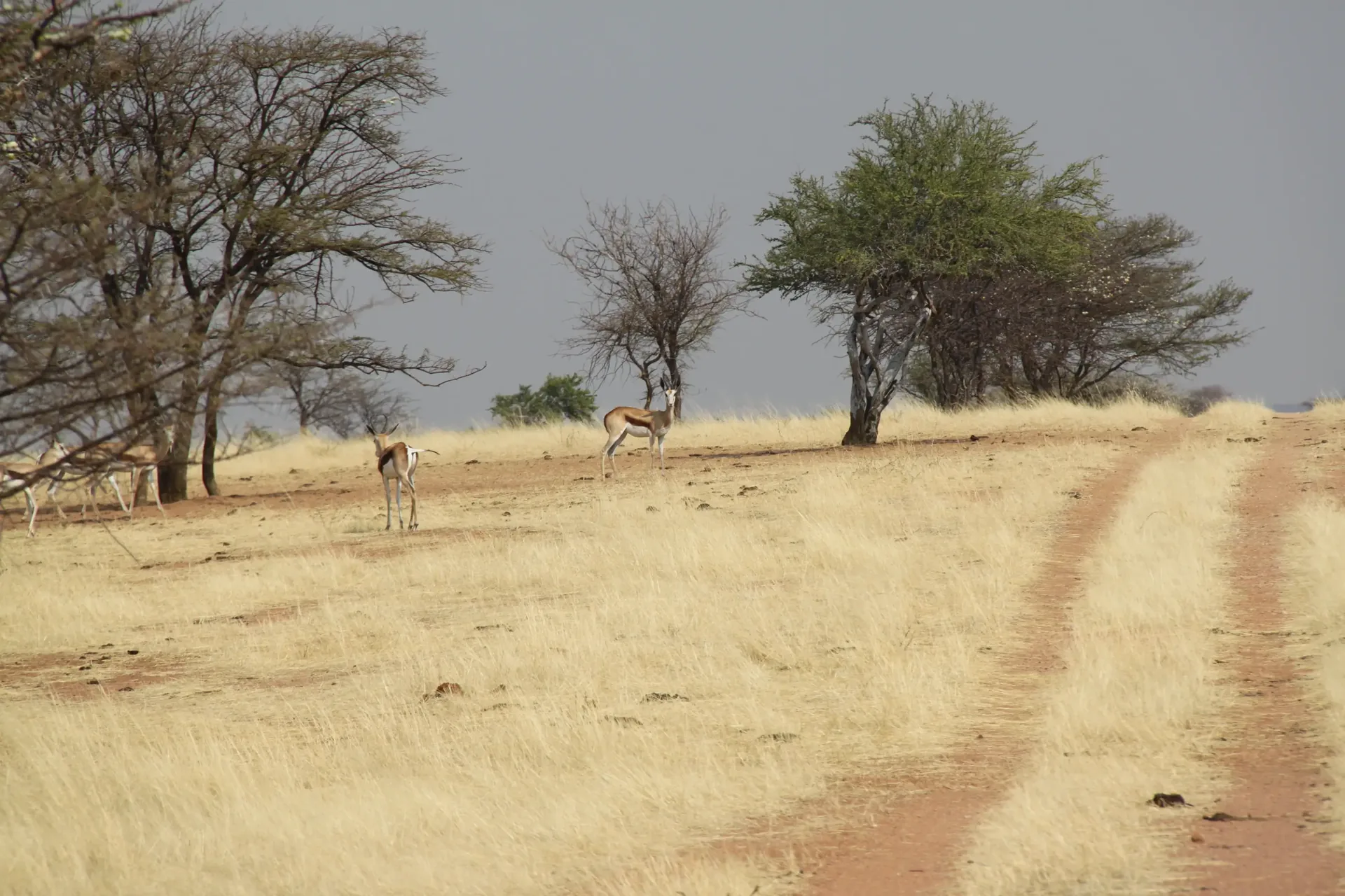 Moringa Wildlife Gallery 29