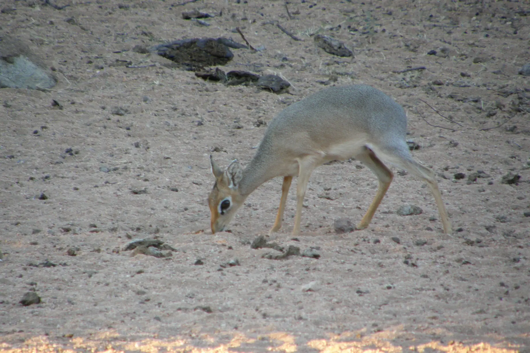 Moringa Wildlife Gallery 30
