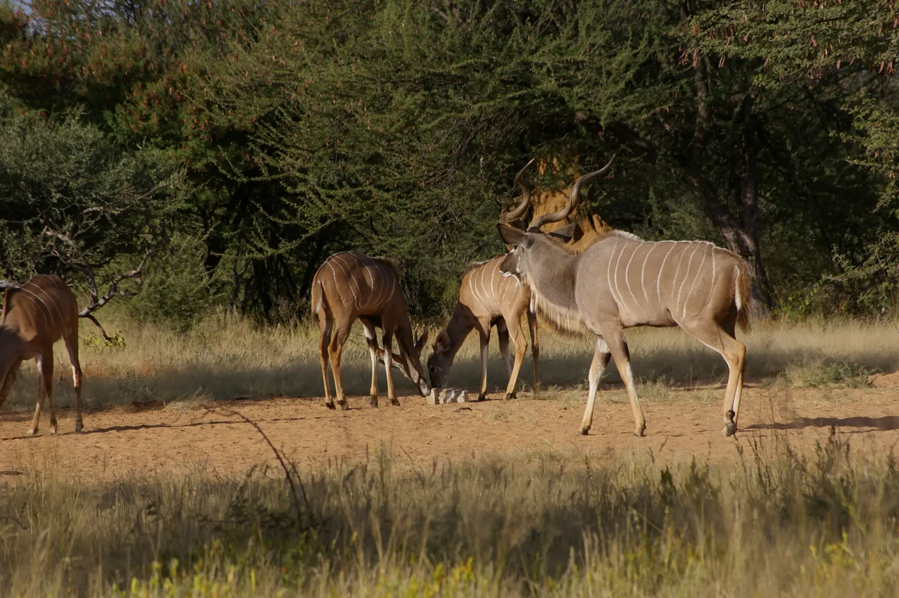Moringa Wildlife Gallery 31