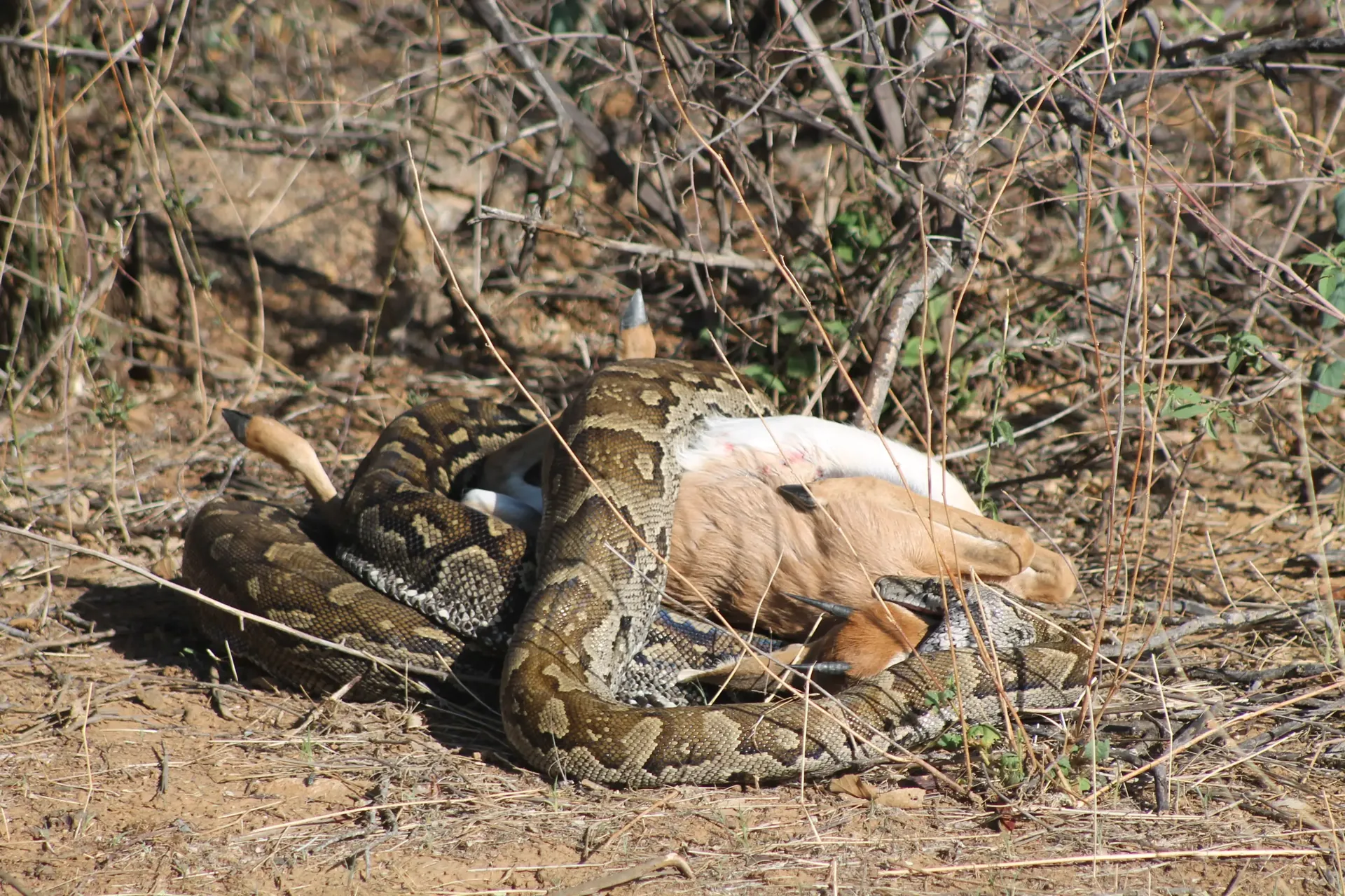 Moringa Wildlife Gallery 32