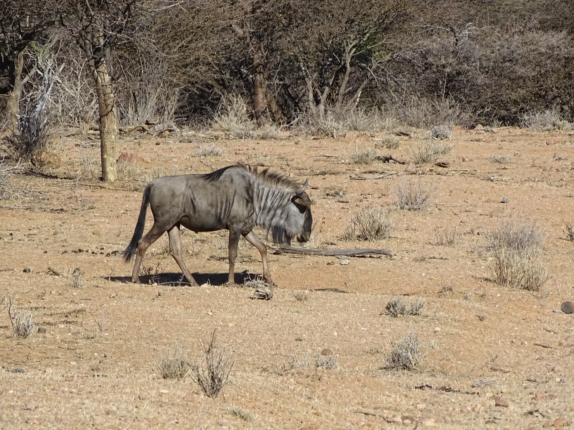 Moringa Wildlife Gallery 33