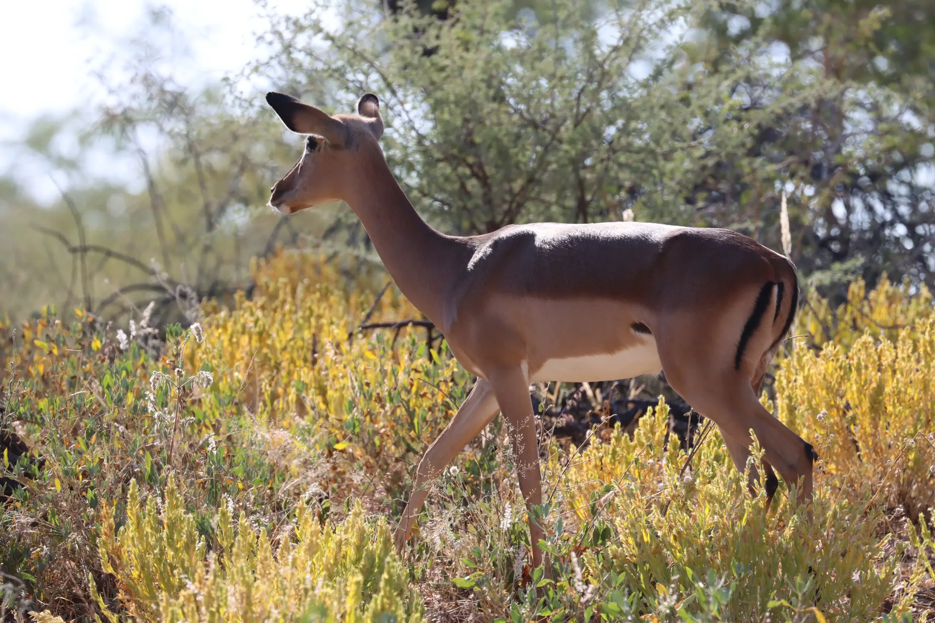 Moringa Wildlife Gallery 34