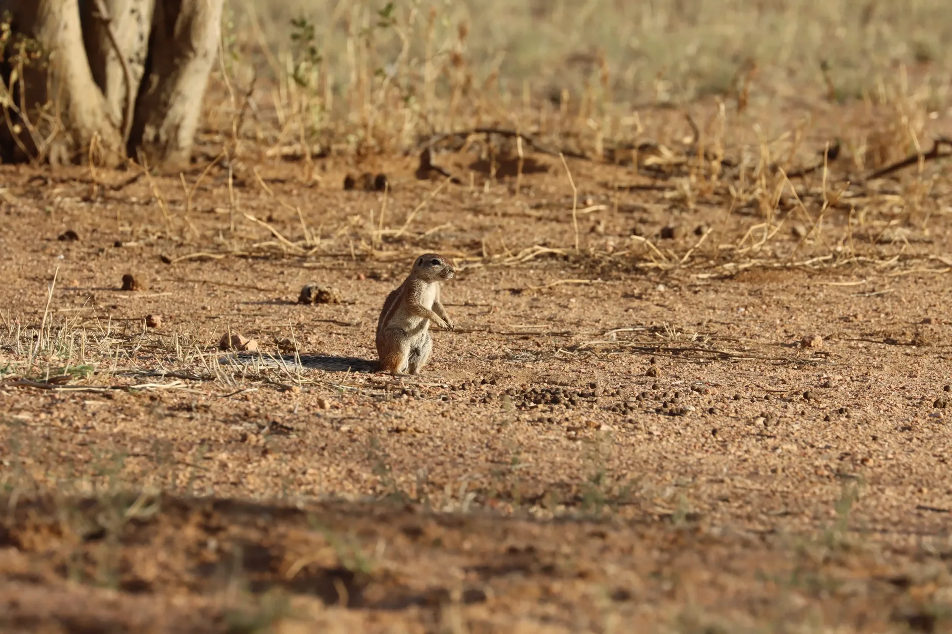 Moringa Wildlife Gallery 35