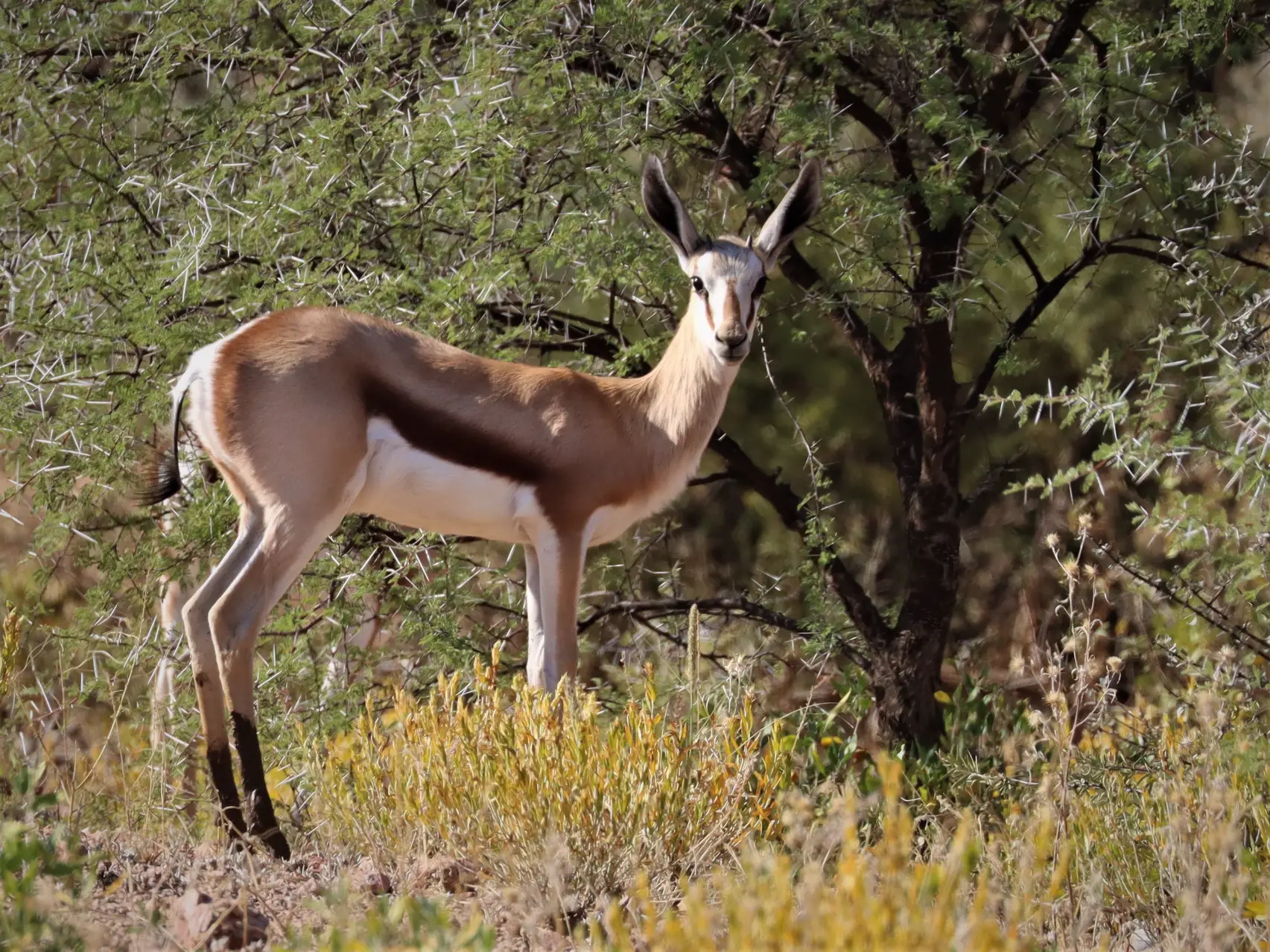 Moringa Wildlife Gallery 36