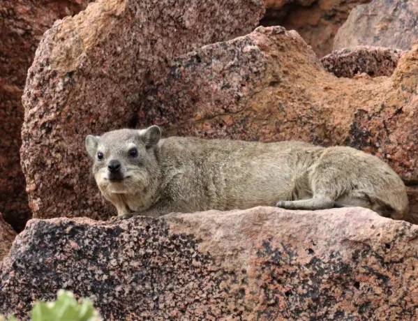 Moringa Wildlife Gallery 37