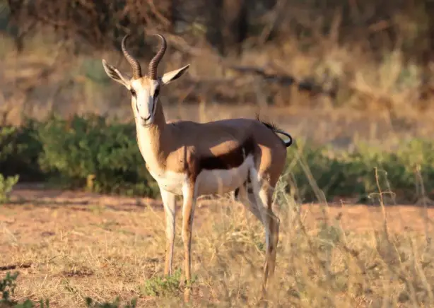 Moringa Wildlife Gallery 38