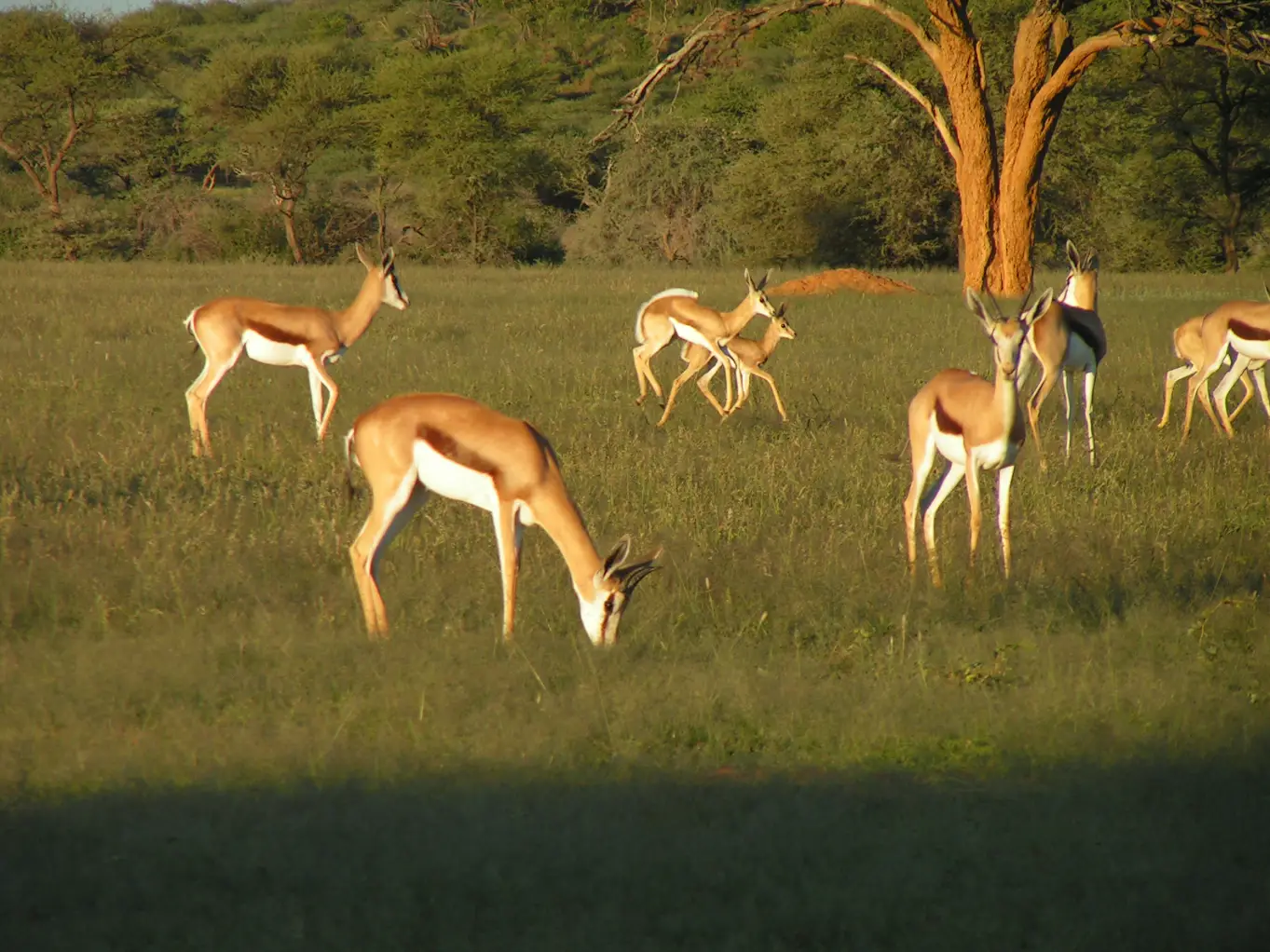Moringa Wildlife Gallery 39