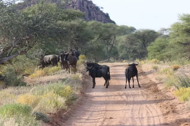 Moringa Wildlife Gallery 40